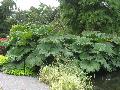 Giant Rhubarb, Chilean Rhubarb / Gunnera tinctoria  